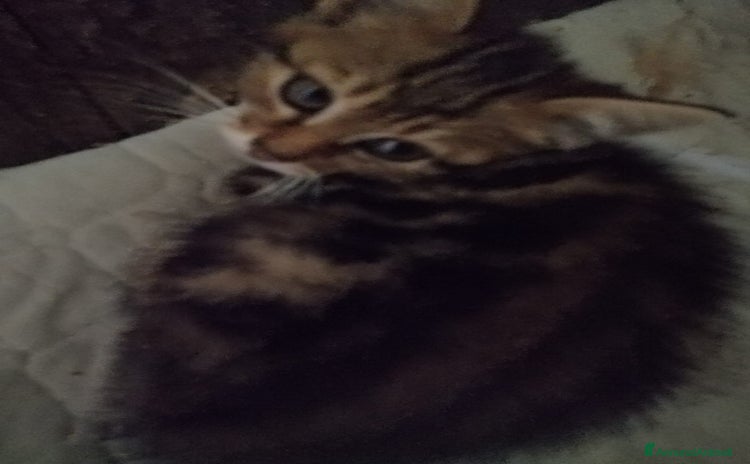 Europeo gatti gattini cuccioli 2 mesi e mezzo🖤 - Annuncio 3