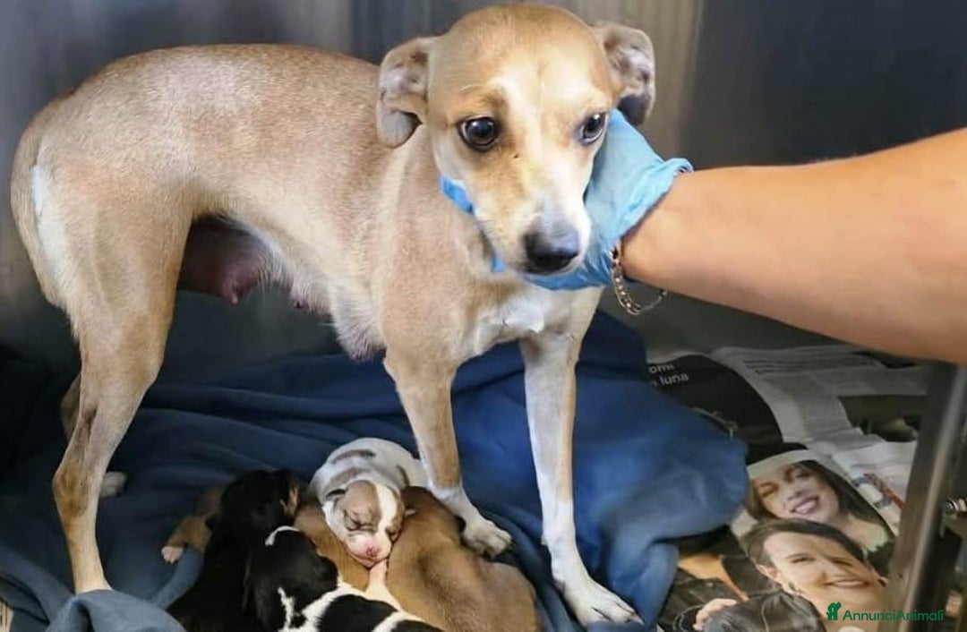 Meticcio cani in regalo: CUCCIOLO TG P - Annuncio 2