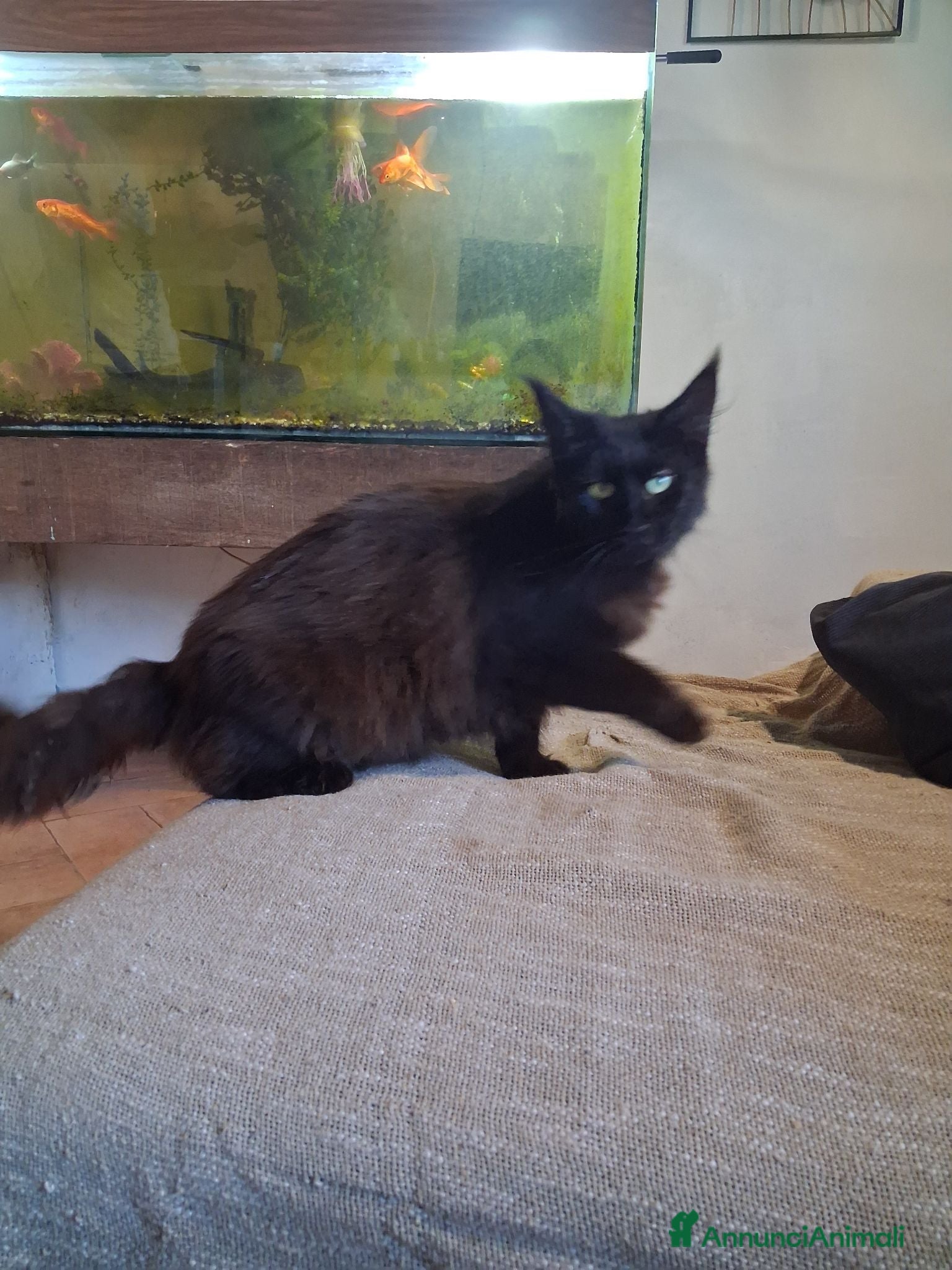 Maine Coon gatti Gattina maine coon - Annuncio 14