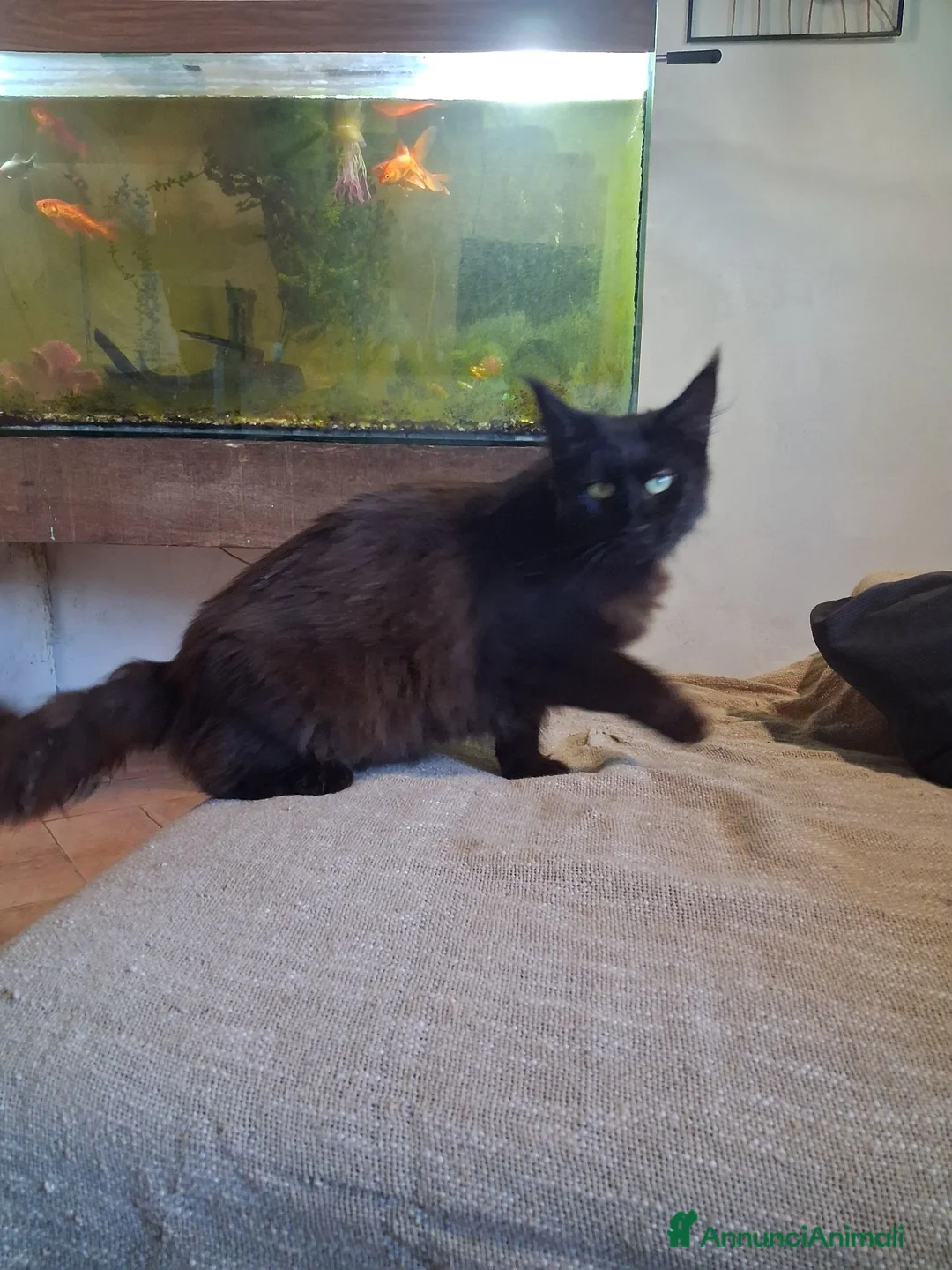 Maine Coon gatti in vendita: Gattina maine coon - Annuncio 1