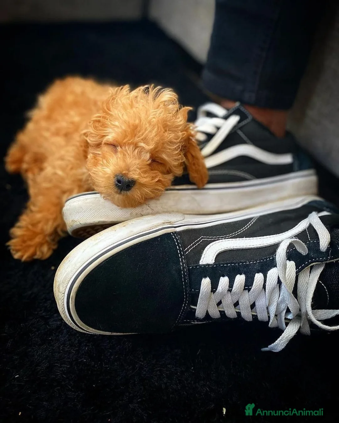 Barboncino Toy cani in vendita: Cuccioli di Barboncino - Annuncio 3