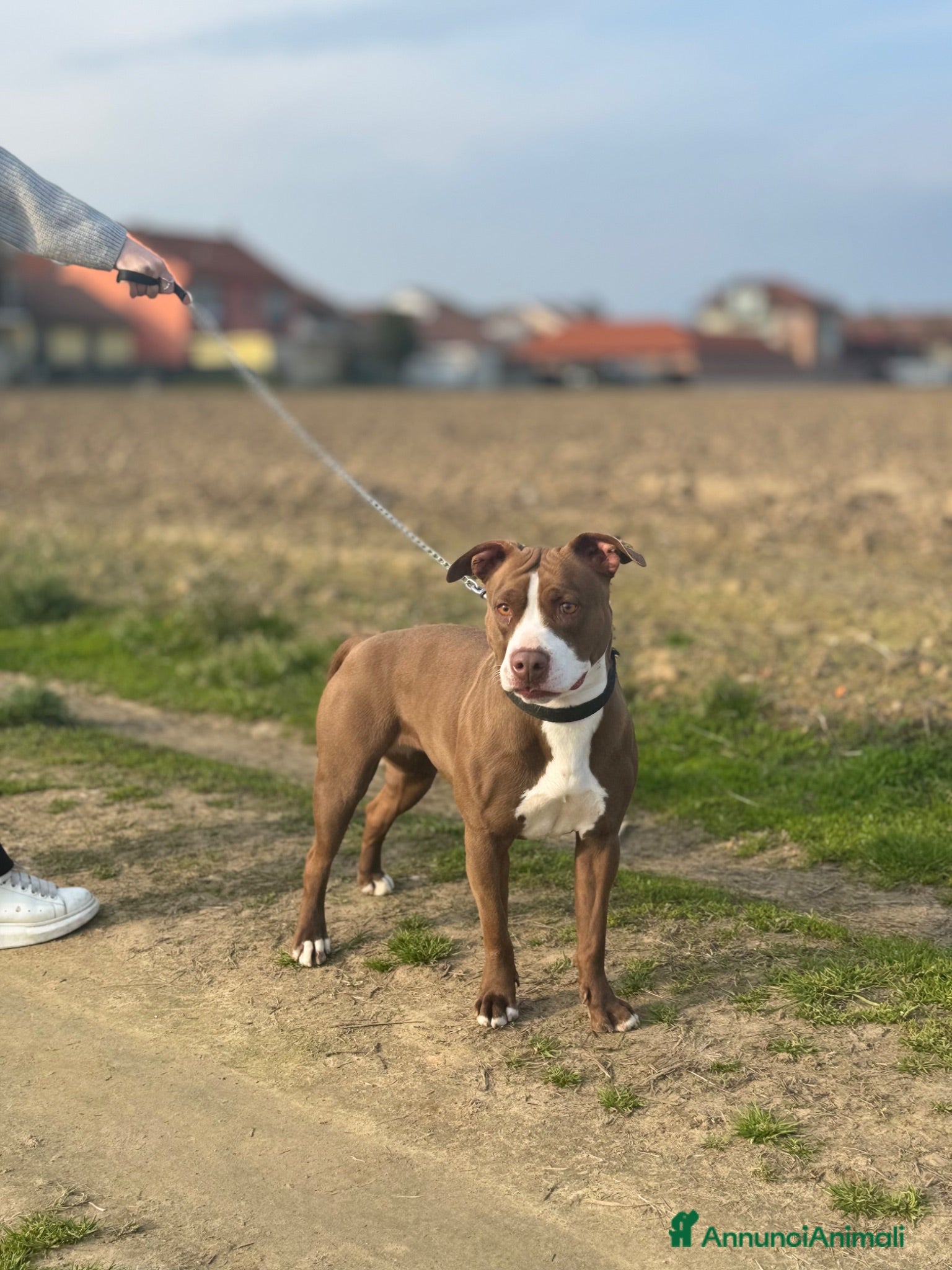 Pitbull cani Cuccioli pitbull - Annuncio 1