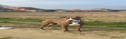 Pitbull cani in vendita: Cuccioli pitbull - Annuncio 1