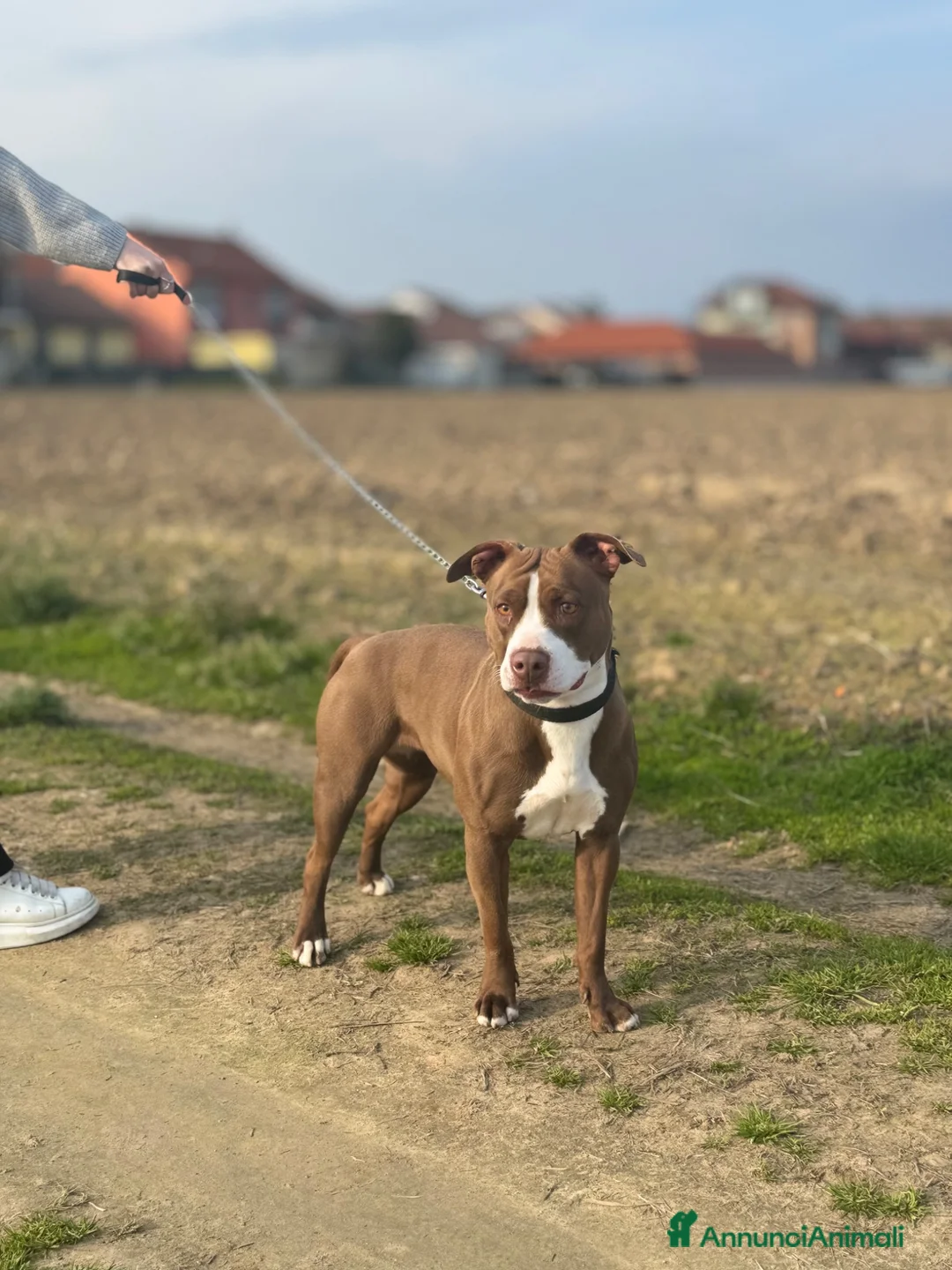 Pitbull cani in vendita: Cuccioli pitbull - Annuncio 1