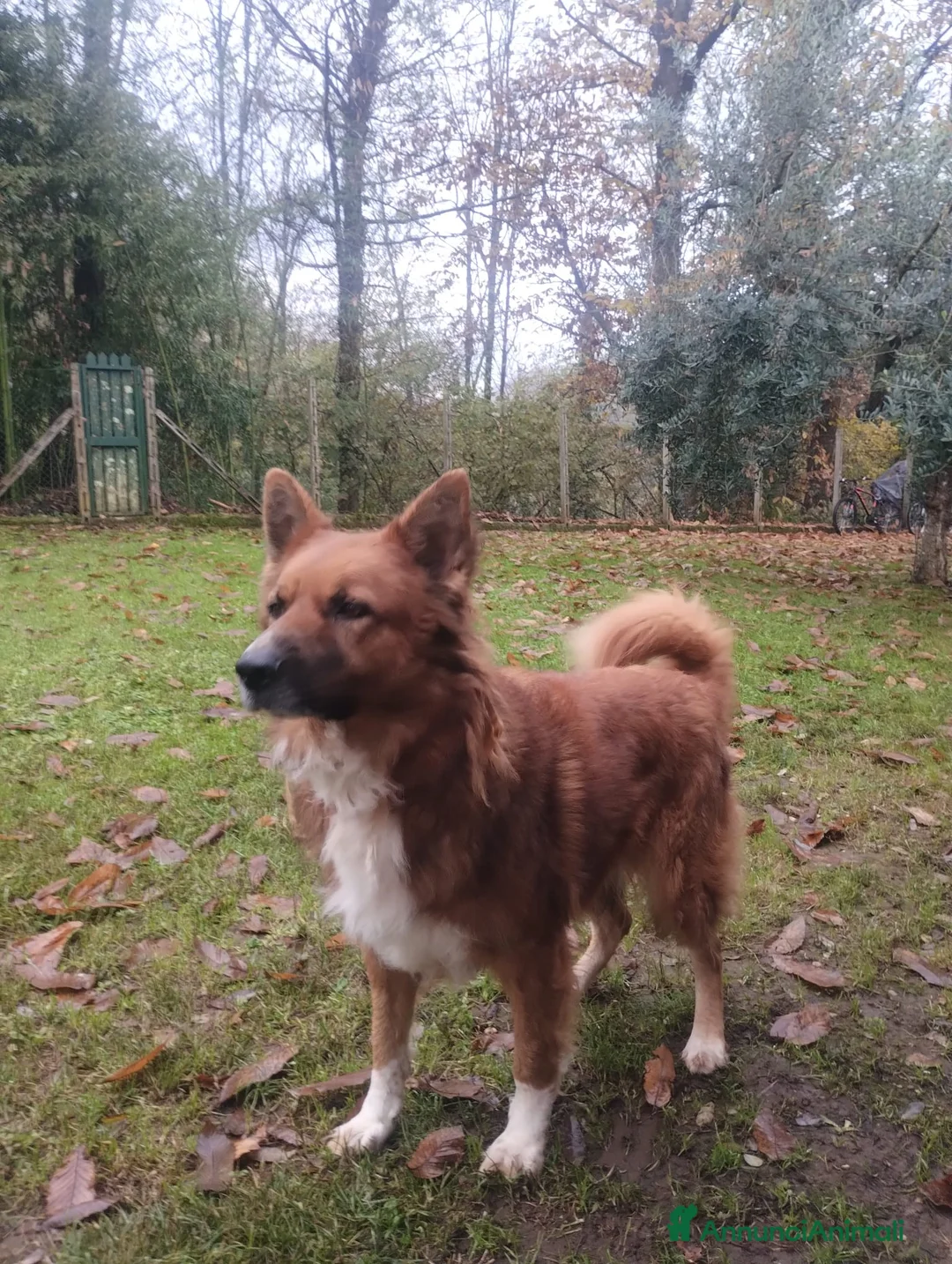 Meticcio cani in regalo: DANKON a Città metropolitana di Roma Capitale - Annuncio 3