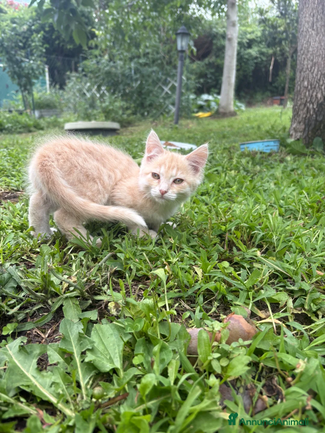 Meticcio gatti in regalo: Gattine  a Provincia di Viterbo - Annuncio 2