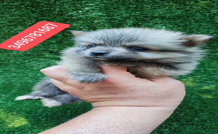 Spitz cani a Città metropolitana di Reggio Calabria - Annuncio 5