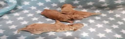 Barboncino cani in vendita: Barboncini nani cuccioli - Annuncio 8