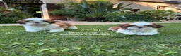 Shih Tzu cani in vendita: CUCCIOLI DI RAZZA SHIH TZU - Annuncio 2