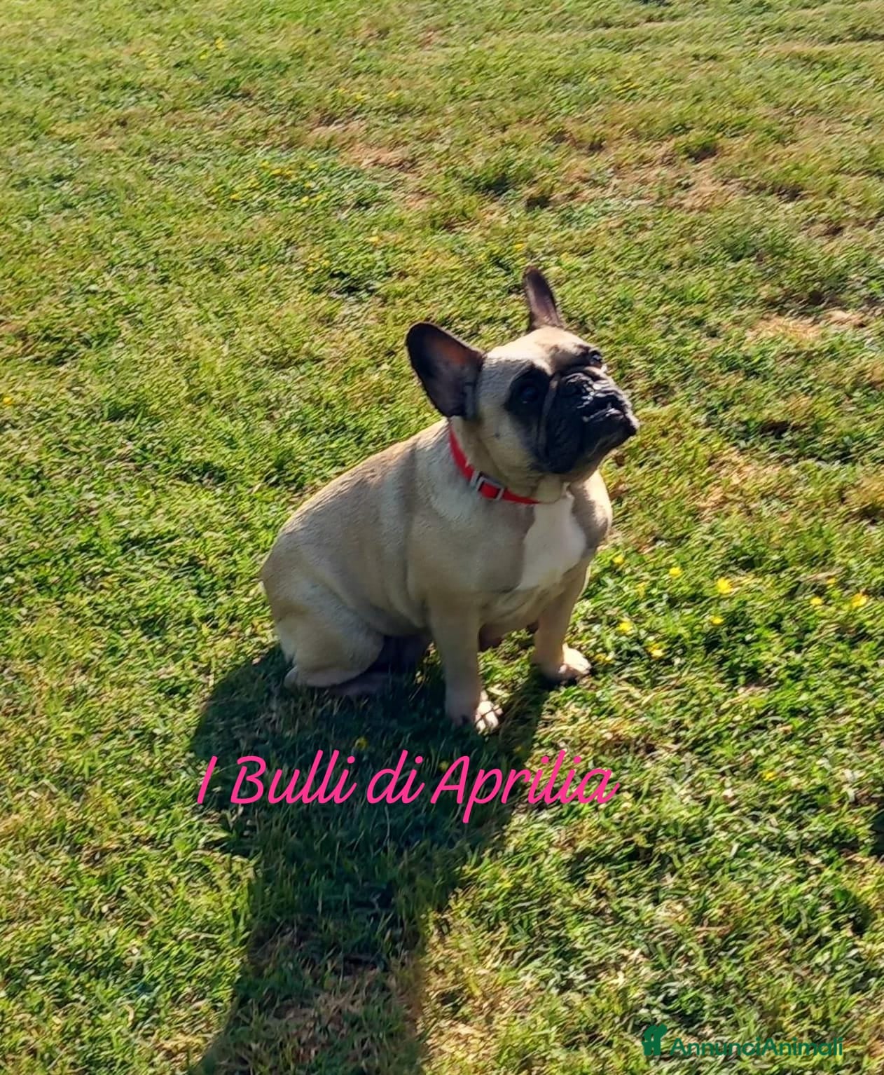 Bulldog Francese cani BOULEDOGUE FRANCESE  - Annuncio 1