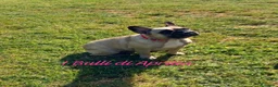 Bulldog Francese cani in vendita: BOULEDOGUE FRANCESE  - Annuncio 1