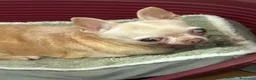 Chihuahua cani in regalo: Chihuahua femmina  - Annuncio 3