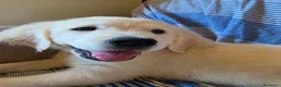 Golden Retriever cani in vendita: Golden retriever inglese - Annuncio 8
