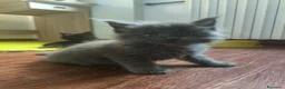 Maine Coon gatti in vendita: Dolci Bambine di Maine coon  - Annuncio 3