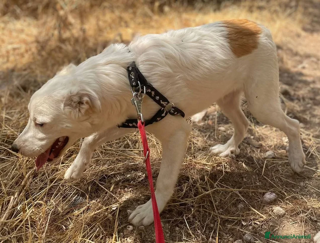 Meticcio cani in regalo: La dolcezza in soli 7 mesi - Annuncio 2