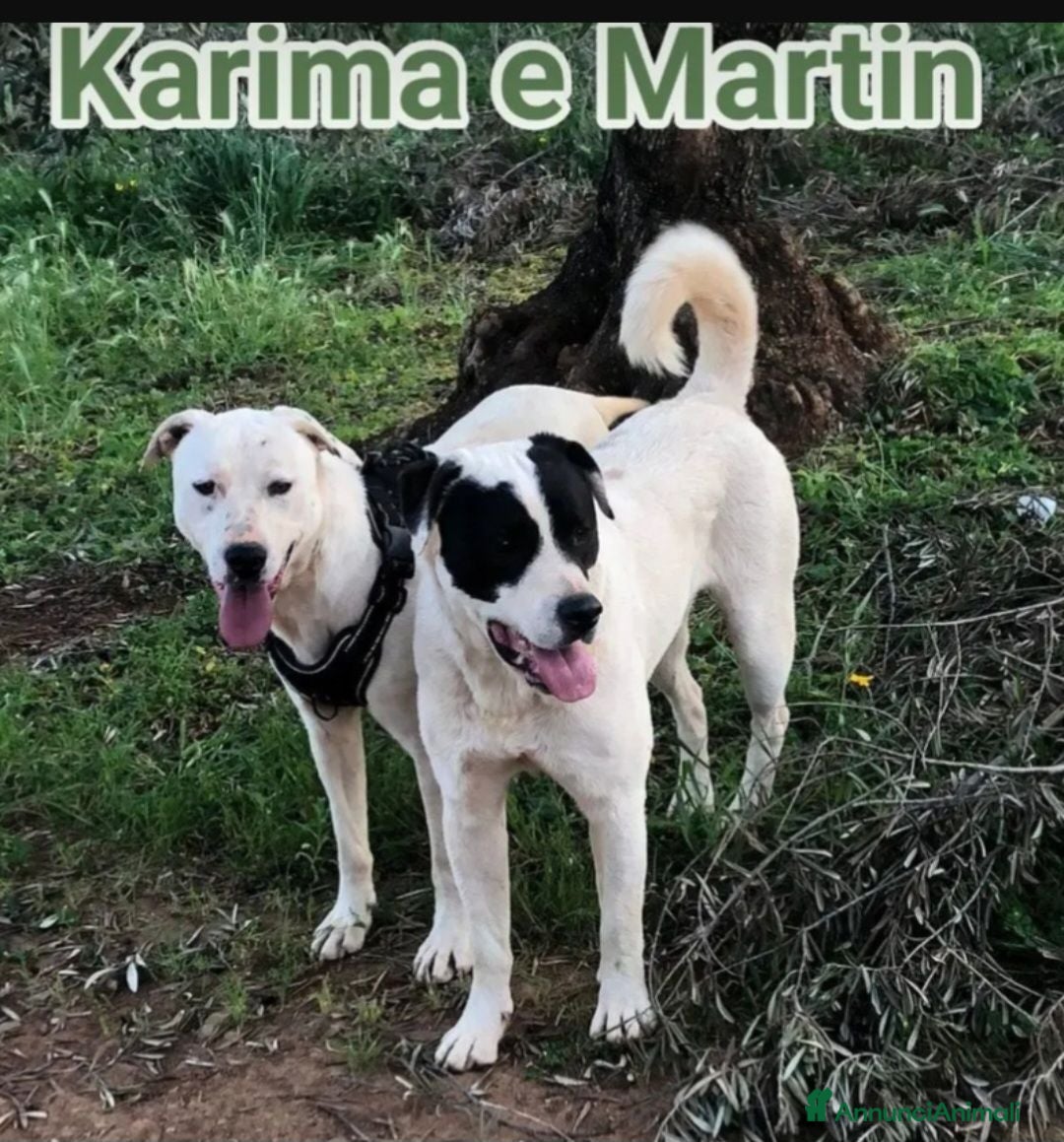 Meticcio cani 2molossini 14mesi crescono in recinto.COSENZA HELP - Annuncio 7