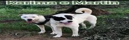 Meticcio cani in regalo: 2molossini 14mesi crescono in recinto.COSENZA HELP - Annuncio 1