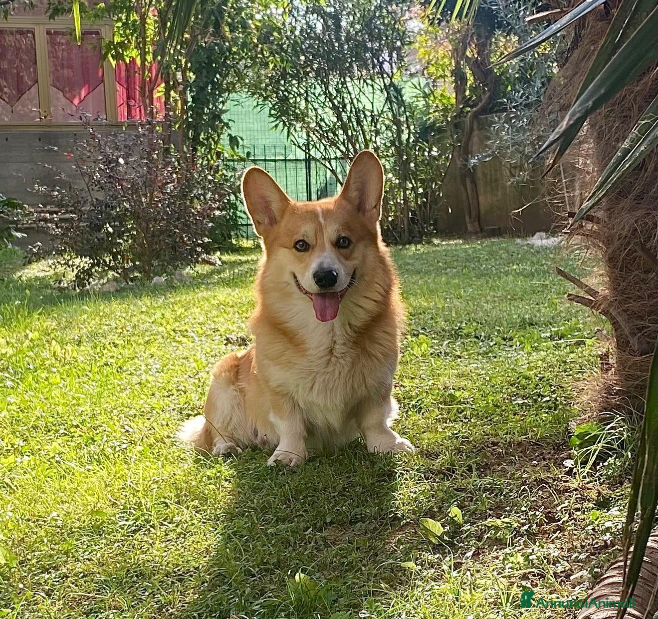 Corgi Pembroke cani Welsh Corgi Pembroke-Maschio per monta - Annuncio 2