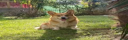 Corgi Pembroke cani per accoppiamento: Welsh Corgi Pembroke-Maschio per monta a Provincia di Gorizia - Annuncio 1