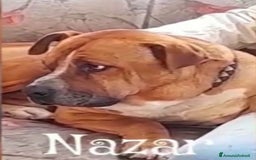 Pitbull cani in regalo: Nazar Pitbull 1vita a catena,BUON CARATTERE.ROMA a Città metropolitana di Milano - Immagine 3