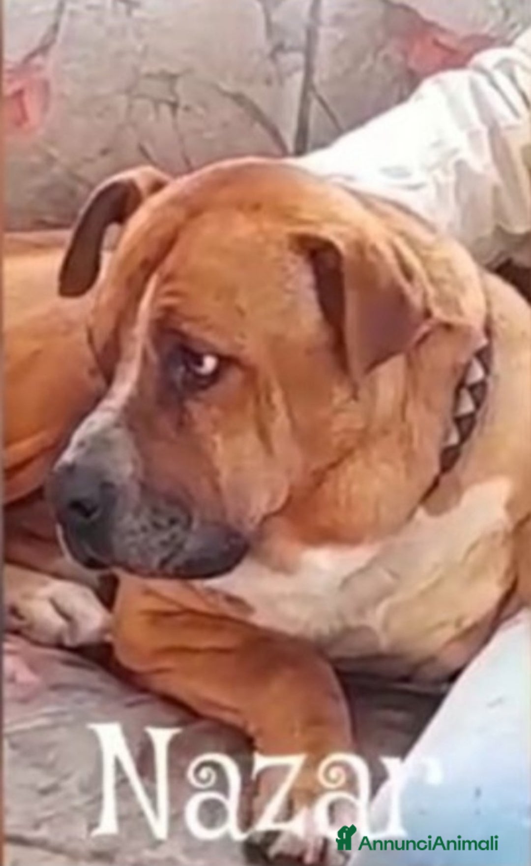 Pitbull cani in regalo: Nazar Pitbull 1vita a catena,BUON CARATTERE.ROMA a Città metropolitana di Milano - Immagine 3
