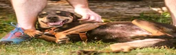 Meticcio cani in regalo: Skylar, stupenda simil segugia - Annuncio 8