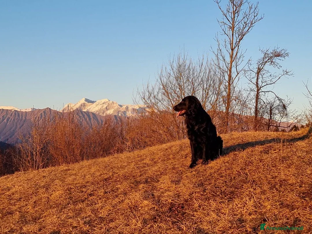 Flat Coated cani per accoppiamento: Maschio di Flat Coated Retriever per accoppiamento - Annuncio 2