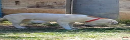 Meticcio cani in regalo: Lulù cagnolina meravigliosa - Annuncio 2