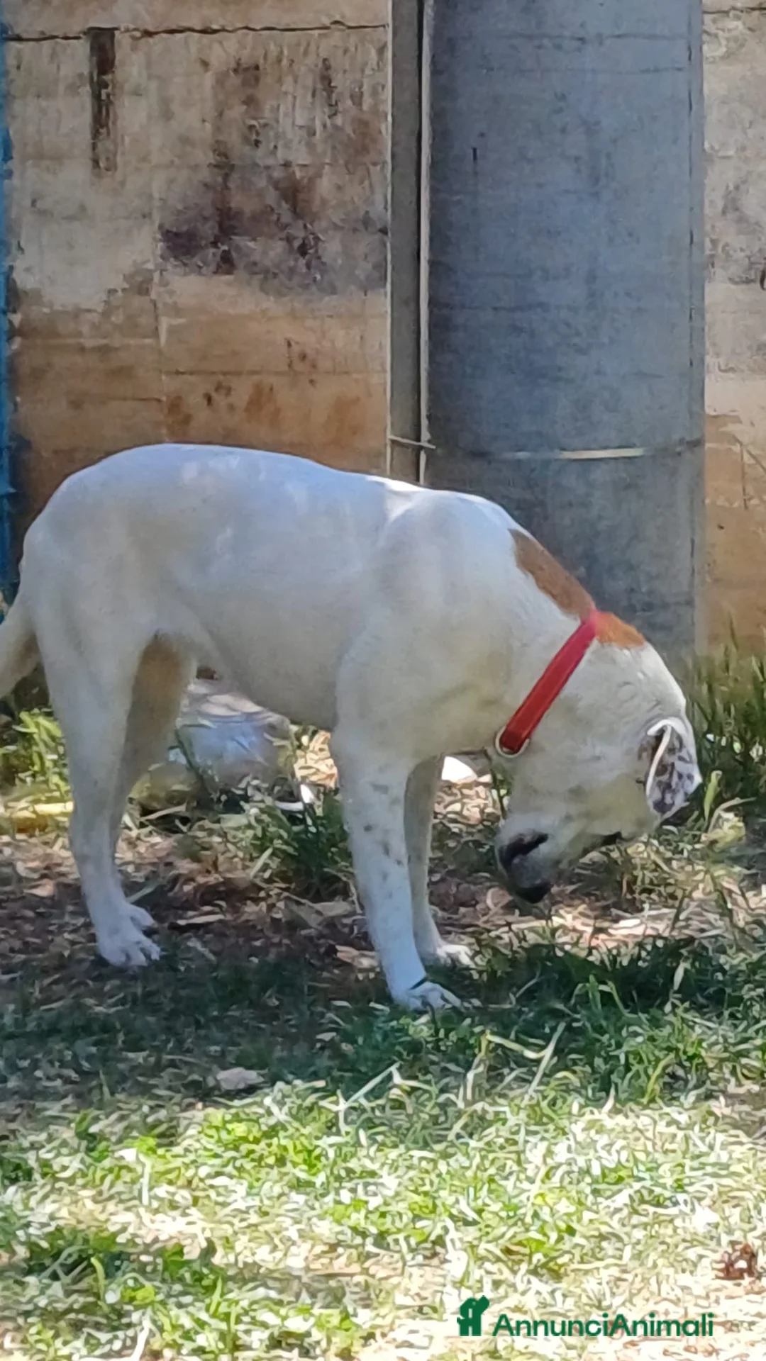 Meticcio cani in regalo: Lulù cagnolina meravigliosa - Annuncio 2