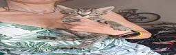 Europeo gatti in regalo: Gattini  a Città Metropolitana di Bologna - Annuncio 4