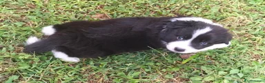 Border Collie 1