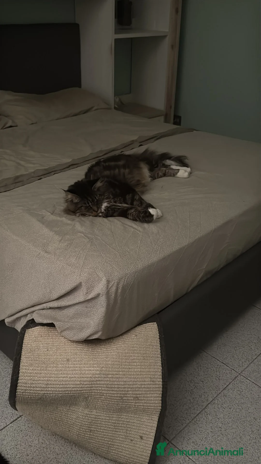 Maine Coon gatti in vendita: Cuccioli di Maine coon - Annuncio 1