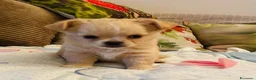 Chihuahua cani in vendita: Cuccioli di Chihuahua - Annuncio 2