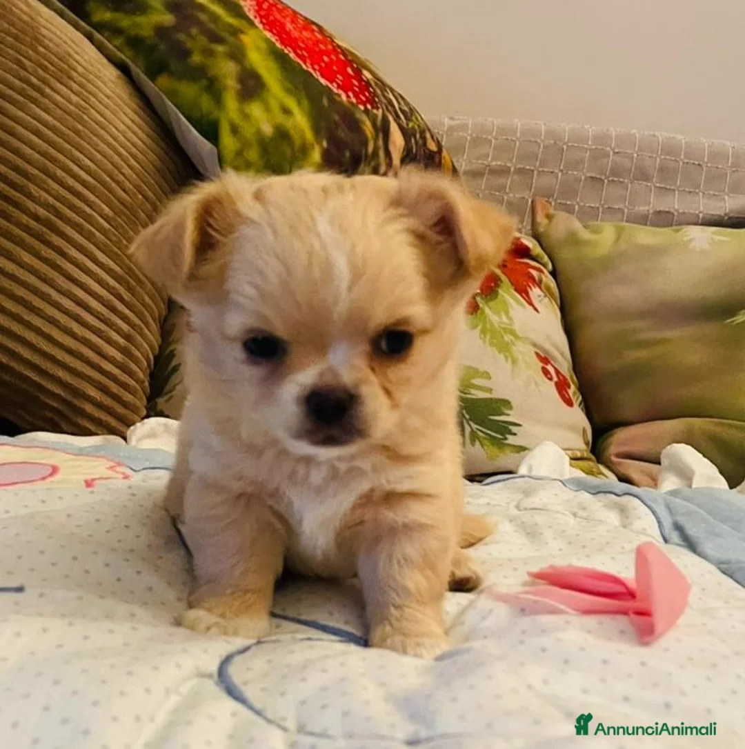 Chihuahua cani in vendita: Cuccioli di Chihuahua - Annuncio 2