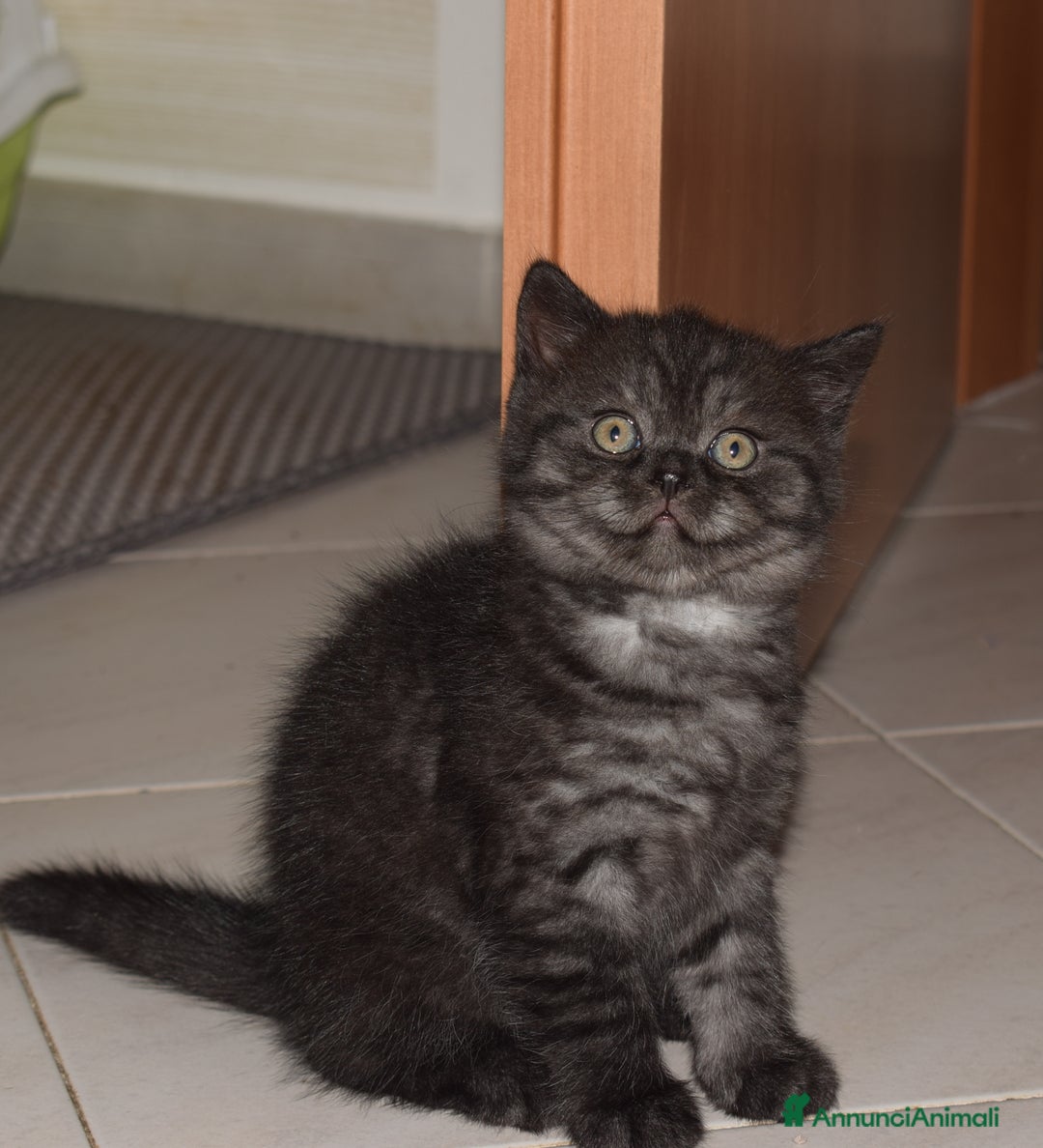 Scottish gatti in vendita: Scottish fold e straight - Annuncio 4