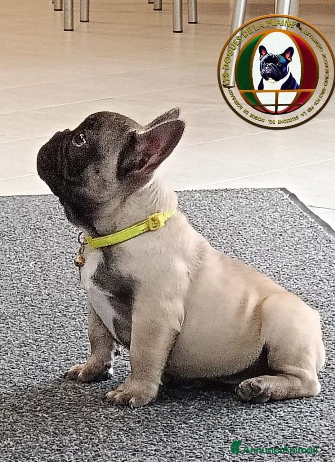 Immagine della galleria {{count}}