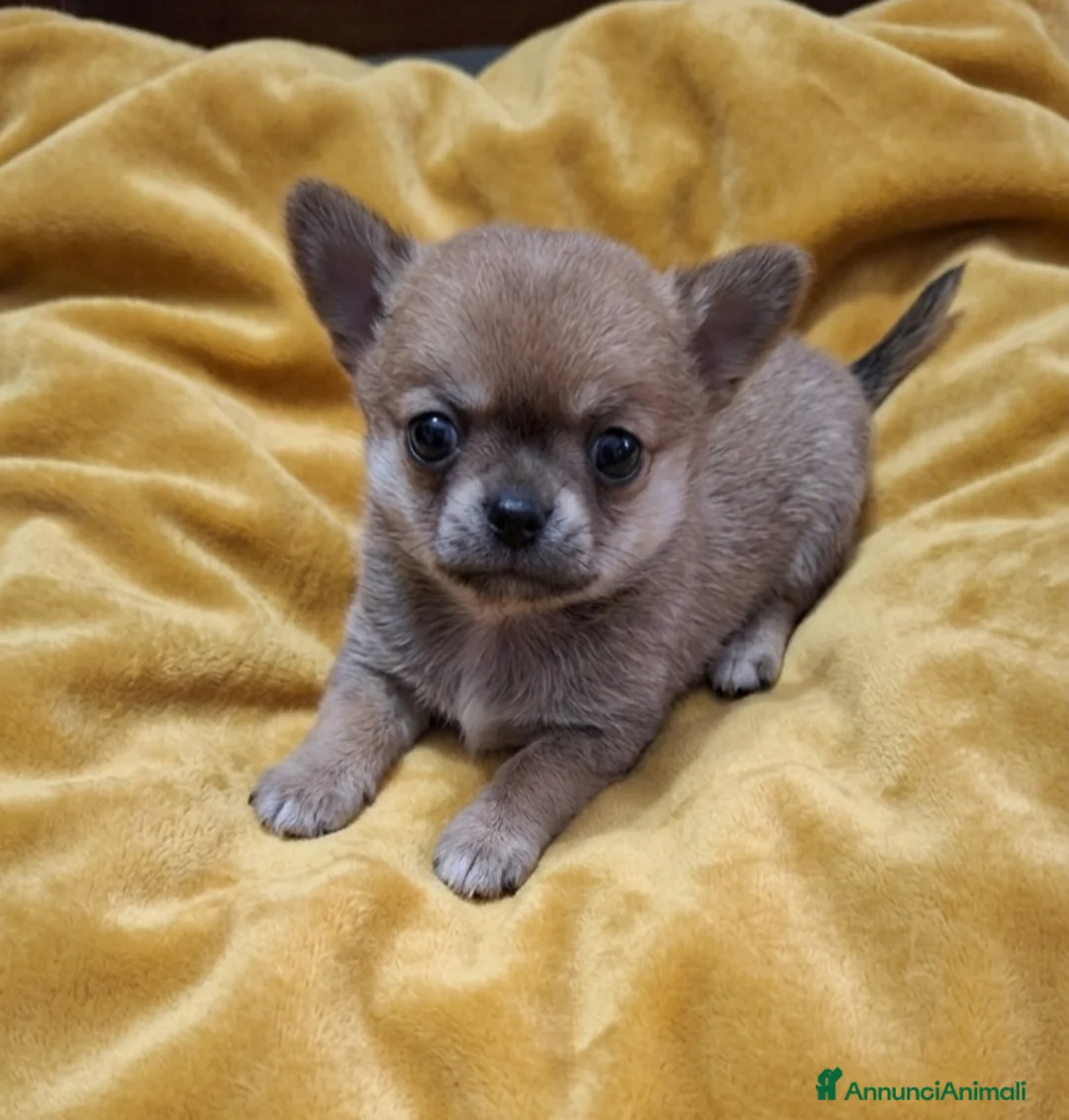 Chihuahua cani in vendita: Chihuahua mini super pedigree enci  - Annuncio 2
