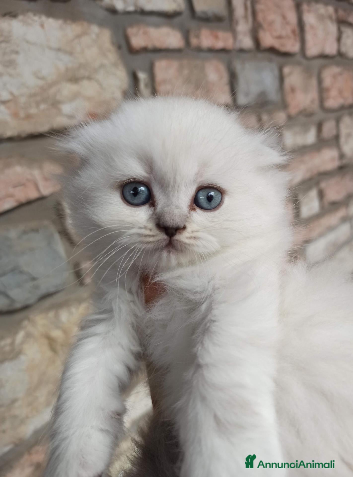 Scottish gatti Gattini Scottish highland  - Annuncio 7