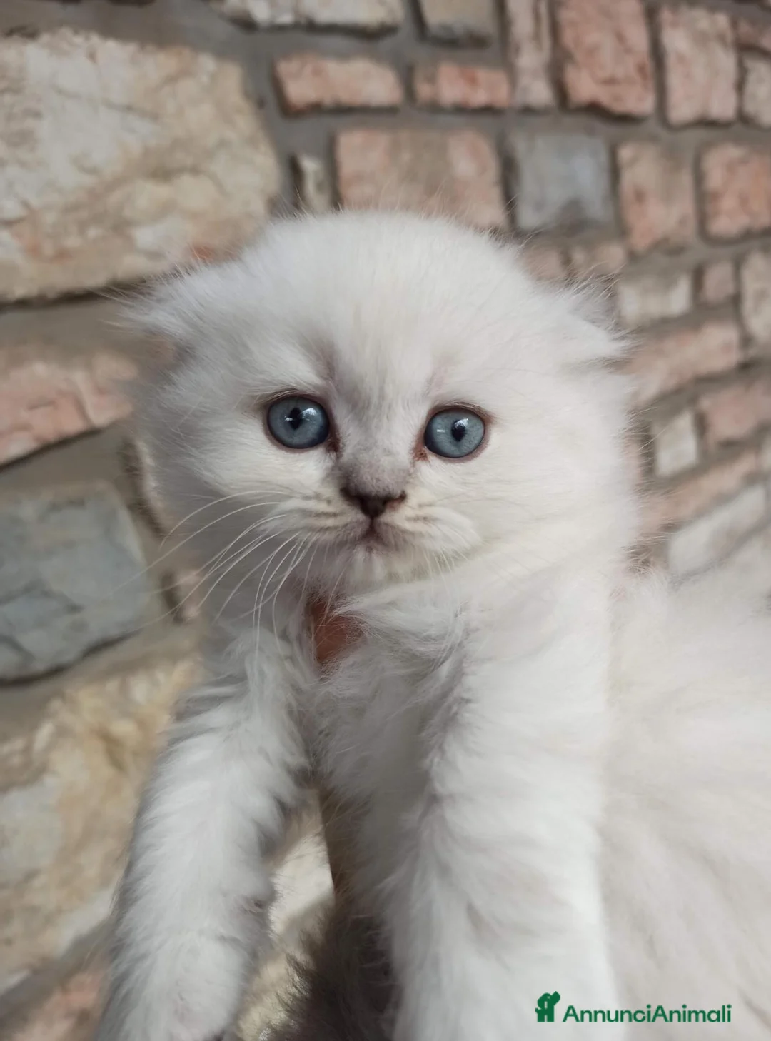Scottish gatti in vendita: Gattini Scottish highland  - Annuncio 1