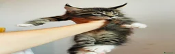Maine Coon gatti in vendita: Cuccioli mainecoon a Città metropolitana di Reggio Calabria - Annuncio 2