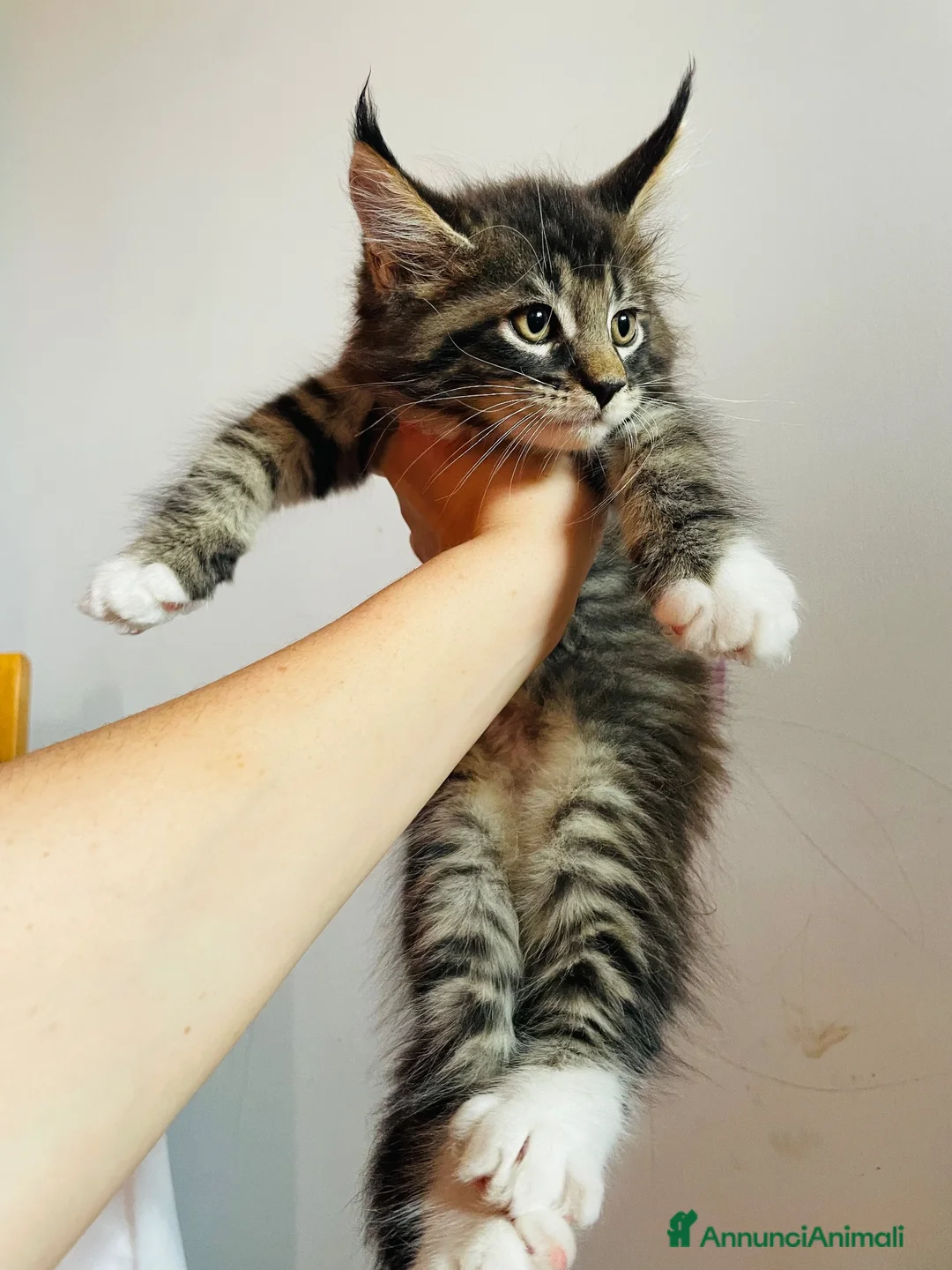 Maine Coon gatti in vendita: Cuccioli mainecoon a Città metropolitana di Reggio Calabria - Annuncio 2