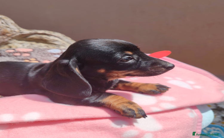 Bassotto cani a Provincia di Monza e della Brianza - Annuncio 13