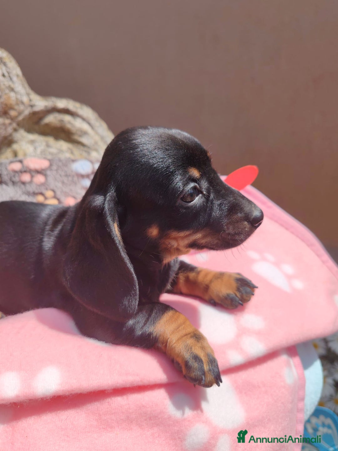 Bassotto cani in vendita: Bassotto nano a Provincia di Monza e della Brianza - Immagine 1
