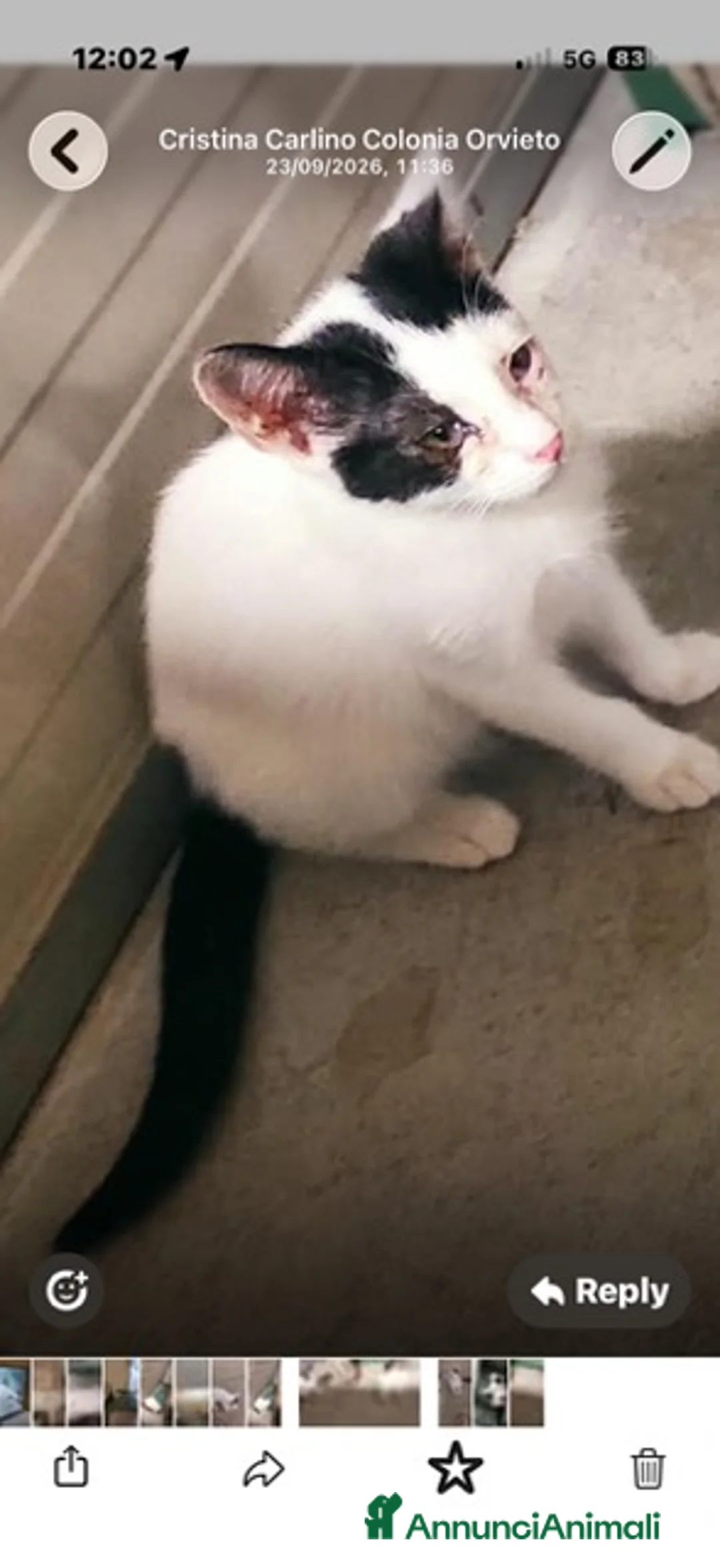 Meticcio gatti in regalo: 2 fratelli dolce, piace di giocare, affetuoso  - Annuncio 2