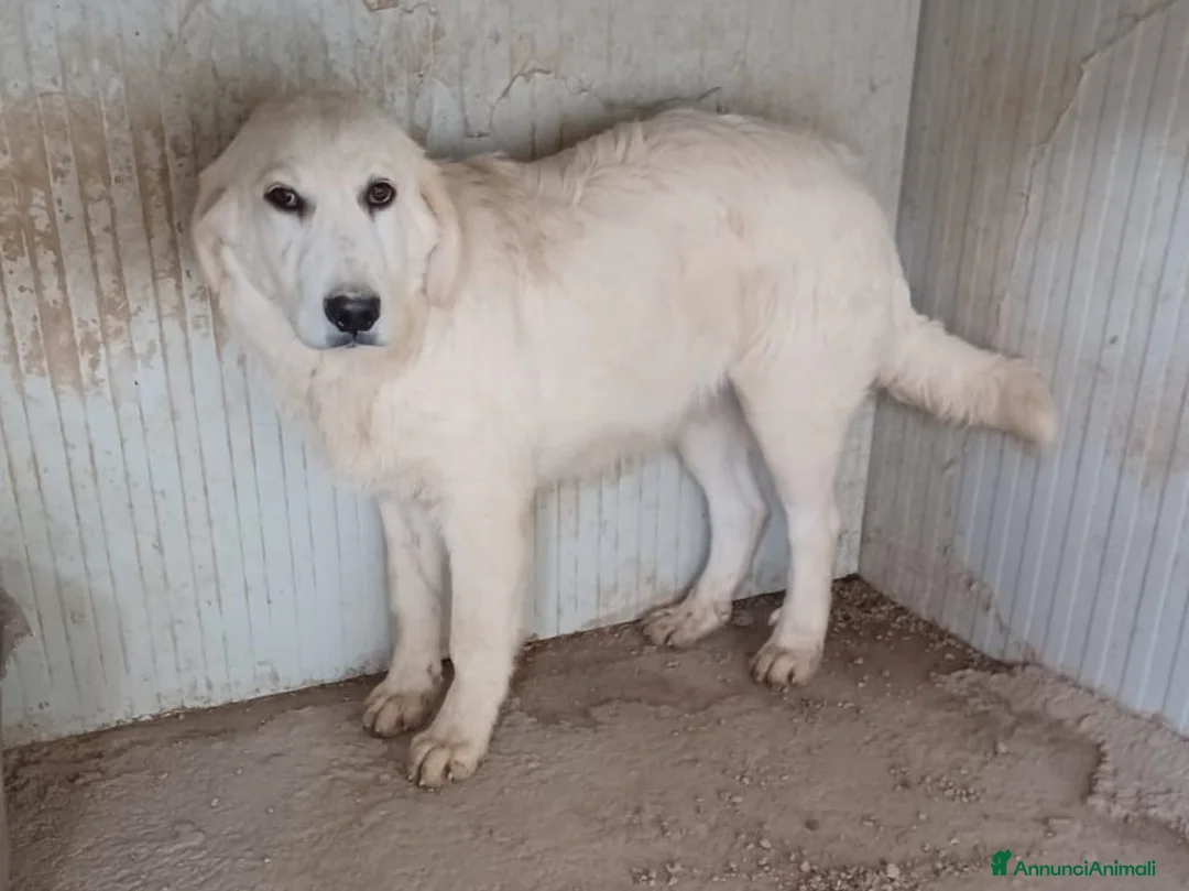 Meticcio cani in regalo: UN TENERO CUCCIOLONE : OSLO a Provincia di Padova - Annuncio 4