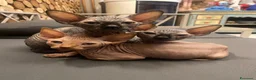Sphynx gatti in vendita: Cuccioli Sphynks  - Annuncio 7