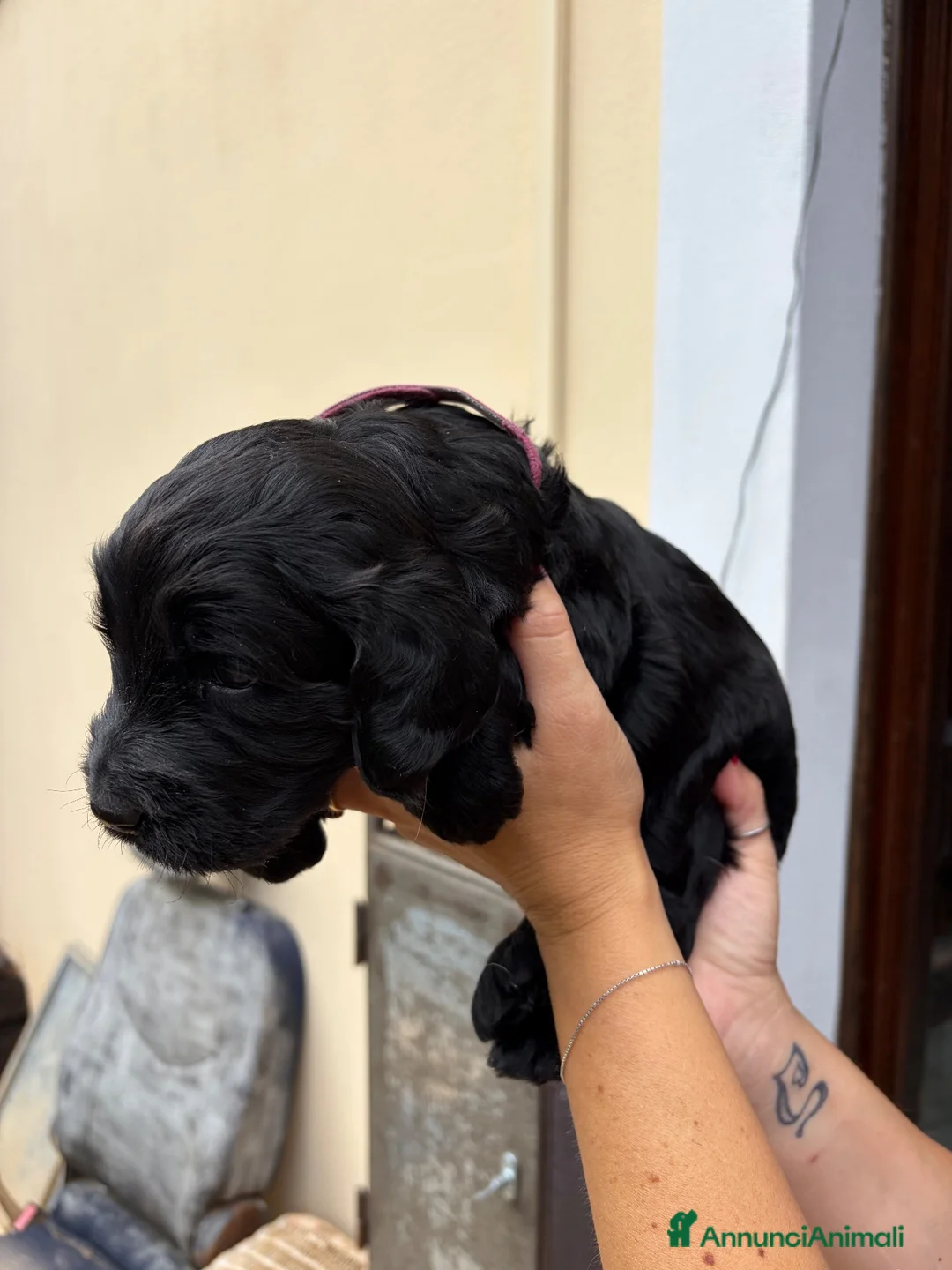 Meticcio cani in vendita: Cuccioli di Goldendoodle  - Annuncio 2