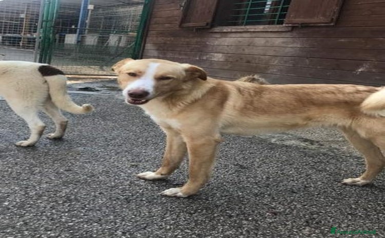 Meticcio cani BIONDO, il cane più simpatico del canile! - Annuncio 16