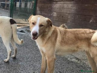 Meticcio cani BIONDO, il cane più simpatico del canile! - Annuncio 32