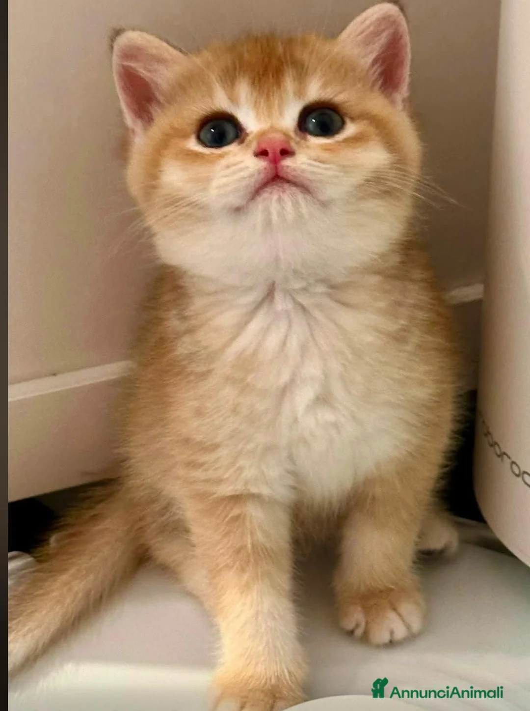 British gatti in vendita: Splendidi cuccioli di british shorthair golden  - Annuncio 2